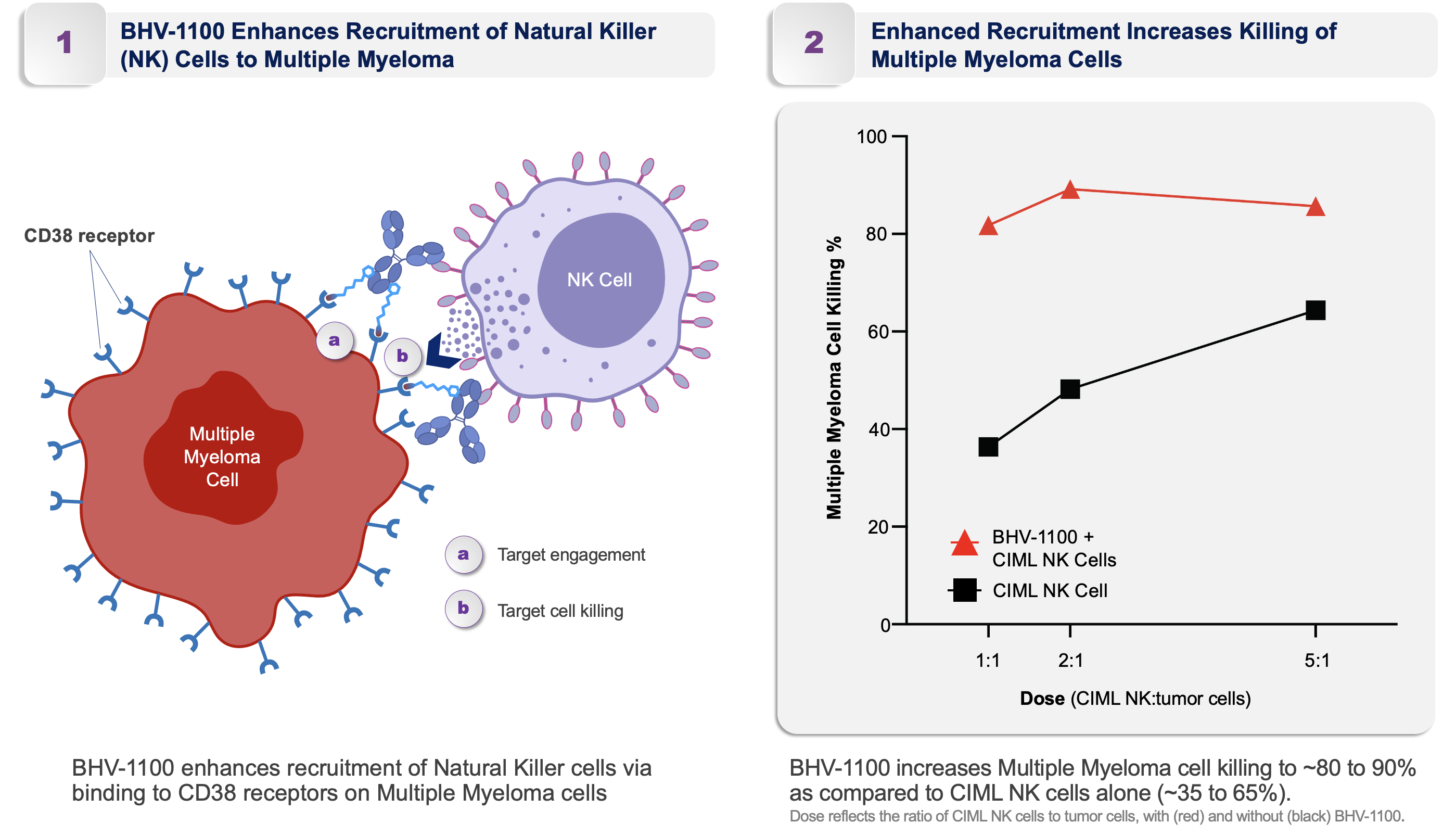 Bhiohaven BHV-1100 - Enhances recruitment of NK cells and increases killing of multiple myeloma cells
