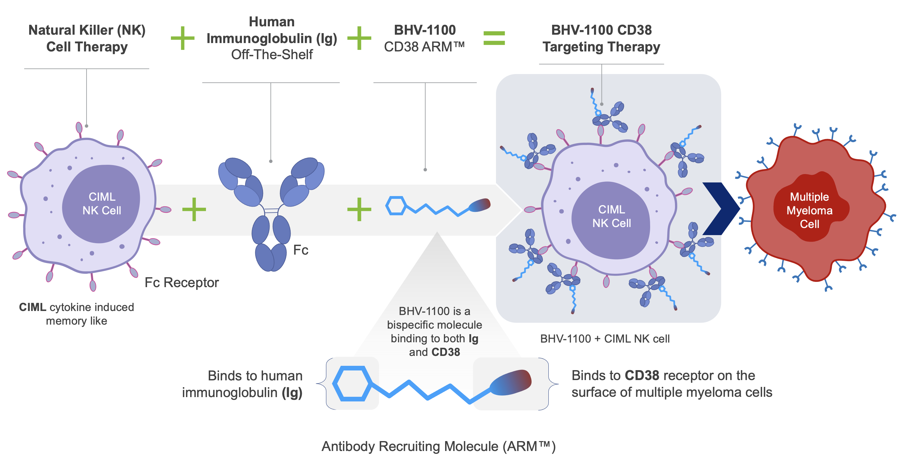Biohaven BHV-1100 - CD38 Antibody Recruiting Molecule (ARM)+Autologous NK Cell Combination Therapy