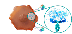 Internalized target is rapidly degraded in hepatic lysosomes
